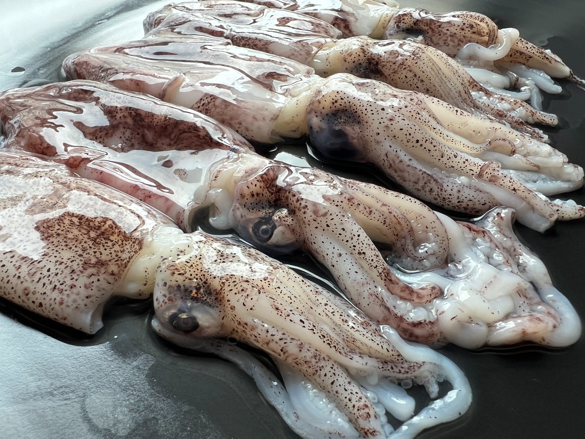 Squid sourcing expertise