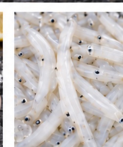 Silverfish